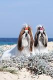 SHIH TZU 039